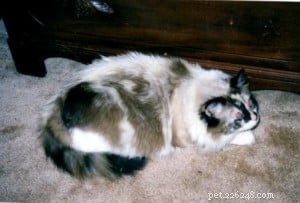 Meet Baby: The Charming 16-Year-Old Ragdoll Cat