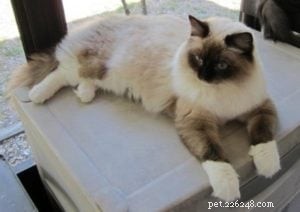 Angel Mae – The Ragdoll Star Highlighted This Week