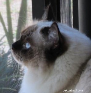 Angel Mae – The Ragdoll Star Highlighted This Week
