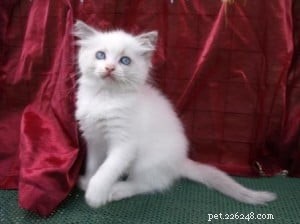 Poppy: Spotlight on the Ragdoll Breed