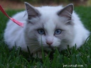 Poppy: Spotlight on the Ragdoll Breed