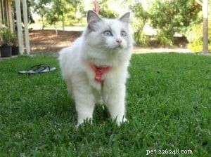 Poppy: Spotlight on the Ragdoll Breed