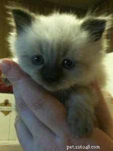 Meet Toffee: The Adorable Ragdoll Kitten of the Month