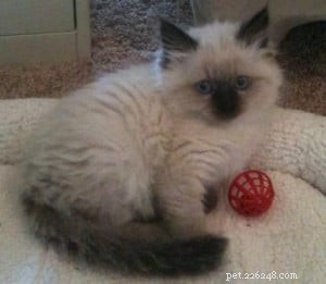 Meet Toffee: The Adorable Ragdoll Kitten of the Month