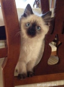 Meet Toffee: The Adorable Ragdoll Kitten of the Month