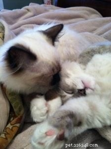 Briggs, the Ragdoll of the Week: A Heartwarming Tale