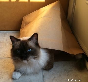 Briggs, the Ragdoll of the Week: A Heartwarming Tale