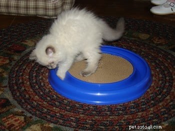Meet Cookie: Ragdoll Cat of the Week