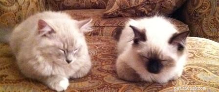Briggs, the Ragdoll of the Week: A Heartwarming Tale