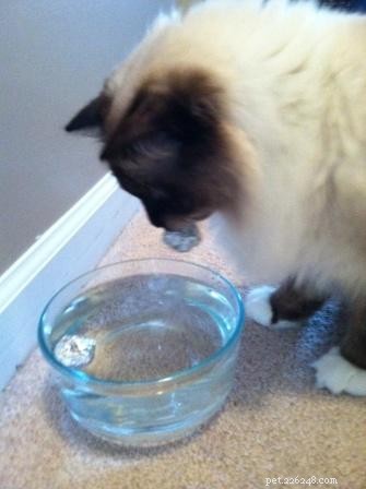 Briggs, the Ragdoll of the Week: A Heartwarming Tale