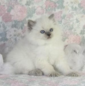 Meet Cookie: Ragdoll Cat of the Week