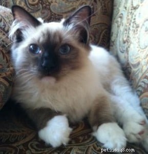 Briggs, the Ragdoll of the Week: A Heartwarming Tale