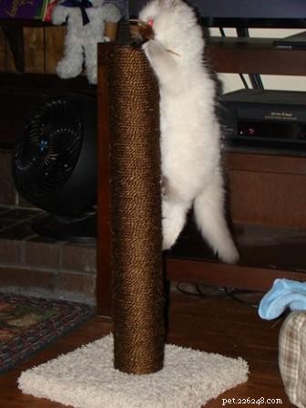 Meet Cookie: Ragdoll Cat of the Week