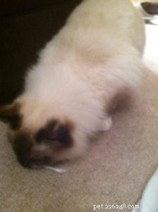 Briggs, the Ragdoll of the Week: A Heartwarming Tale
