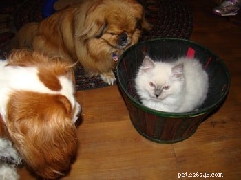 Meet Cookie: Ragdoll Cat of the Week