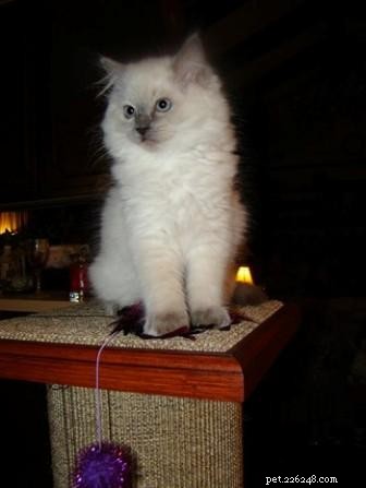 Meet Cookie: Ragdoll Cat of the Week