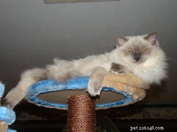 Meet Cookie: Ragdoll Cat of the Week