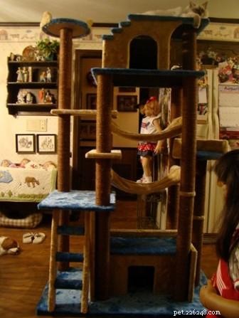 Meet Cookie: Ragdoll Cat of the Week