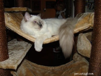 Meet Cookie: Ragdoll Cat of the Week