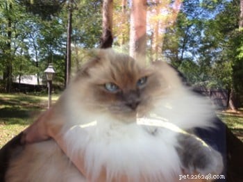 Meet Cookie: Ragdoll Cat of the Week