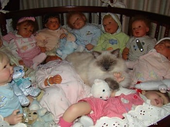 Meet Cookie: Ragdoll Cat of the Week
