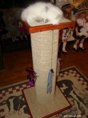 Meet Cookie: Ragdoll Cat of the Week
