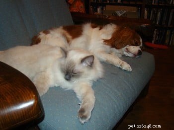 Meet Cookie: Ragdoll Cat of the Week