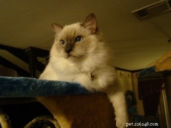 Meet Cookie: Ragdoll Cat of the Week