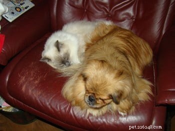 Meet Cookie: Ragdoll Cat of the Week