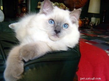 Meet Cookie: Ragdoll Cat of the Week