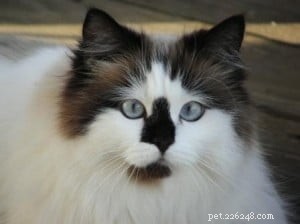 Meet Maddie Maye: The Ragdoll of the Week