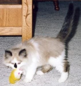 Meet Maddie Maye: The Ragdoll of the Week