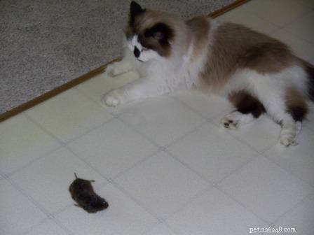 Meet Maddie Maye: The Ragdoll of the Week