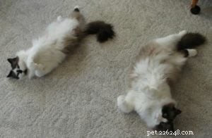 Meet Maddie Maye: The Ragdoll of the Week