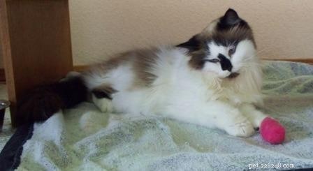 Meet Maddie Maye: The Ragdoll of the Week
