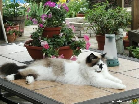 Meet Maddie Maye: The Ragdoll of the Week