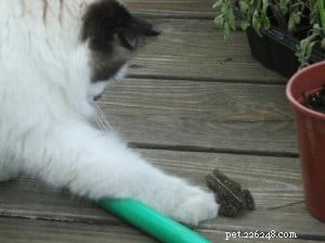 Meet Maddie Maye: The Ragdoll of the Week