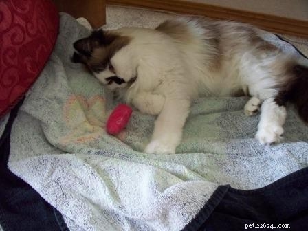 Meet Maddie Maye: The Ragdoll of the Week