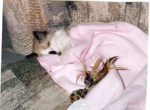 Meet Maddie Maye: The Ragdoll of the Week