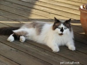 Meet Maddie Maye: The Ragdoll of the Week