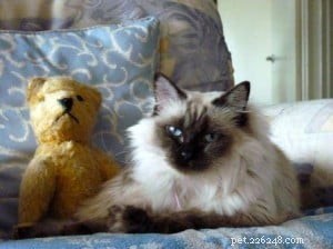 Meet Phoebe: The Elegant Ragdoll Cat of the Week
