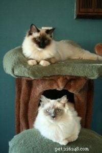 Meet Phoebe: The Elegant Ragdoll Cat of the Week