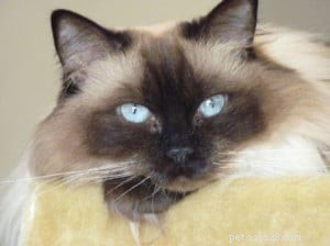 Meet Phoebe: The Elegant Ragdoll Cat of the Week