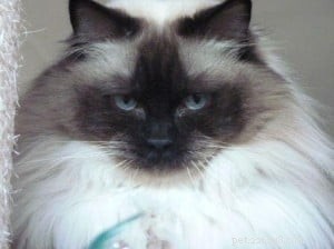 Meet Phoebe: The Elegant Ragdoll Cat of the Week