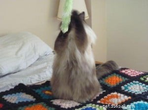 Meet Phoebe: The Elegant Ragdoll Cat of the Week