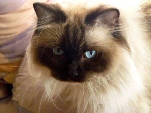 Meet Phoebe: The Elegant Ragdoll Cat of the Week