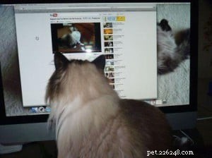 Meet Phoebe: The Elegant Ragdoll Cat of the Week