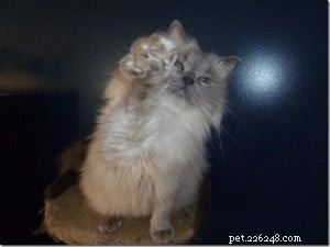 Meet Toby: The Ragdoll Cat Captivating Our Hearts This Week
