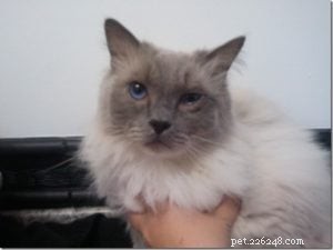 Meet Toby: The Ragdoll Cat Captivating Our Hearts This Week