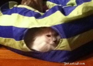 Meet Jaran: The Resilient Ragdoll Bringing Joy to New Zealand